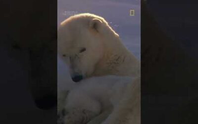 Some adorable baby polar bears for your feed! #shorts