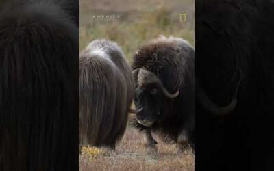 A closer look at the mighty musk ox #shorts