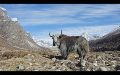 What Happens If Everest Melts? | Our Frozen Planet | BBC Earth