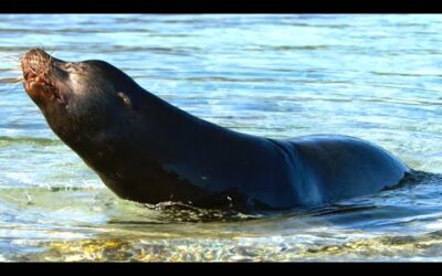 Sea Lions vs Galapagos Sharks Hunting Brawl I Blue Planet II I BBC Earth