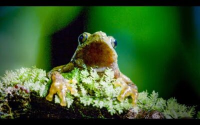 Frog’s Incredible Mating Technique | Earth’s Tropical Islands | BBC Earth