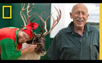 🔴 LIVE: Enjoy the Holidays with 12 Days of Dr. Pol! Watch Now | Nat Geo WILD | National Geographic