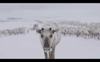 Is There Hope for Reindeer in a Warming Arctic? | Our Frozen Planet | BBC Earth