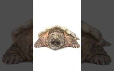 Just a turtle being a turtle. #PhotoArk #shorts