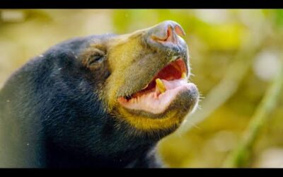 The Smallest Bear in the World | Earth’s Tropical Islands | BBC Earth