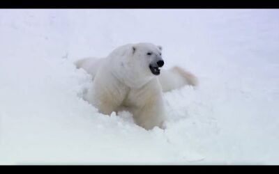 Animal Winter Wonderland | BBC Earth