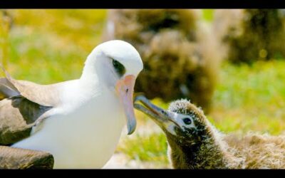 The World’s Oldest Known Bird | Earth’s Tropical Islands | BBC Earth