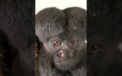 The bearded saki snacks on seeds and nuts! Yum! #PhotoArk #Shorts