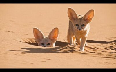 World’s Smallest Wild Dog | Dogs in the Wild: Meet The Family | BBC Earth