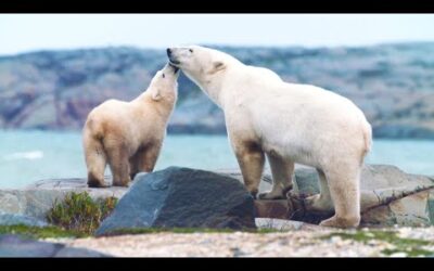 Protecting a Polar Home I Our Frozen Planet | BBC Earth