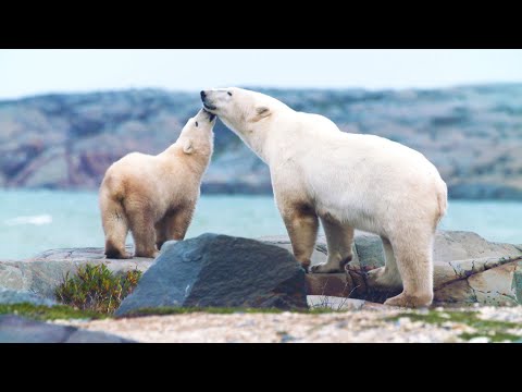 Protecting a Polar Home I Our Frozen Planet | BBC Earth