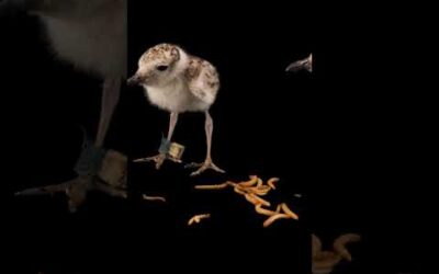 It’s snack time for these plover chicks! #PhotoArk #Shorts