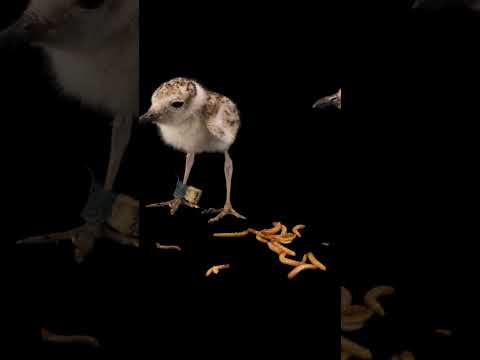 It’s snack time for these plover chicks! #PhotoArk #Shorts