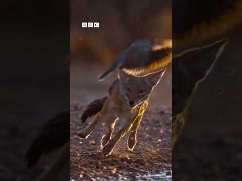 A close call 🥴 | Dogs In The Wild | BBC Earth