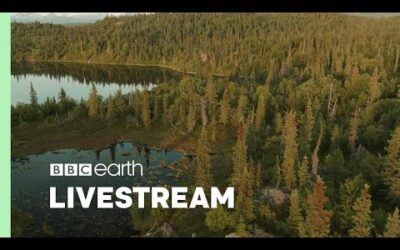 🔴 LIVE: The Soothing Sounds of Nature | Our Green Planet | BBC Earth