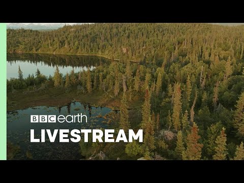 🔴 LIVE: The Soothing Sounds of Nature | Our Green Planet | BBC Earth