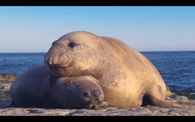 Take a Relaxing Journey Into Patagonia’s Wildlife | The Wild Place | BBC Earth