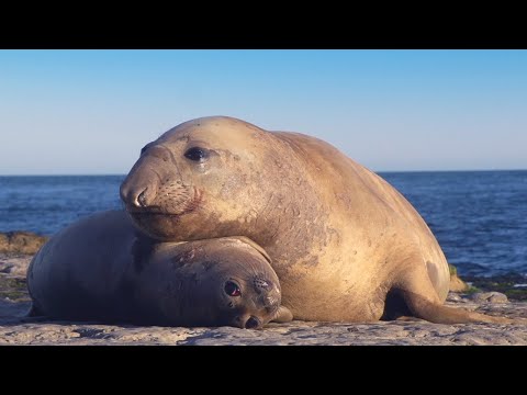 Take a Relaxing Journey Into Patagonia’s Wildlife | The Wild Place | BBC Earth