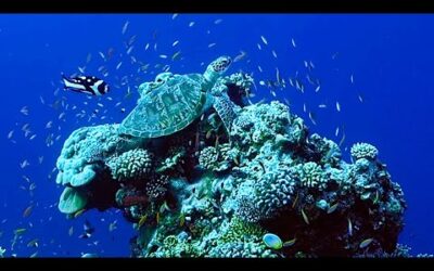 Saving Treasure Island | Our Frozen Planet | BBC Earth