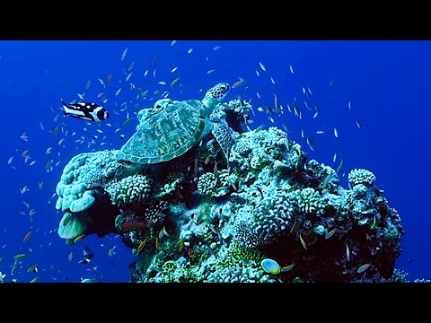 Saving Treasure Island | Our Frozen Planet | BBC Earth