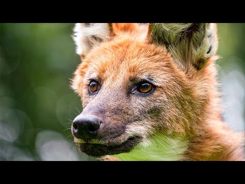 Wild Dog’s Unlikely Friendship | Dogs In The Wild: Meet The Family | BBC Earth