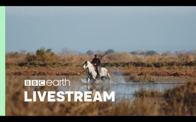 🔴 LIVE: Ride Into Relaxation With The Cowboys of Camargue | BBC Earth