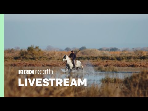 🔴 LIVE: Ride Into Relaxation With The Cowboys of Camargue | BBC Earth