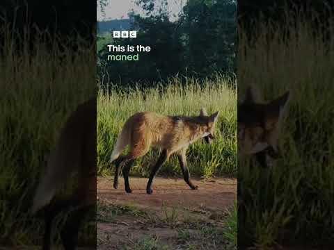 Can you tell who this furry face belongs to? | Dogs in the Wild | BBC Earth