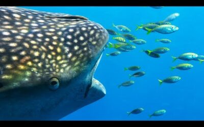 Whale Sharks Form Unlikely Friendship with Fishermen | 4K UHD | Seven Worlds One Planet |  BBC Earth