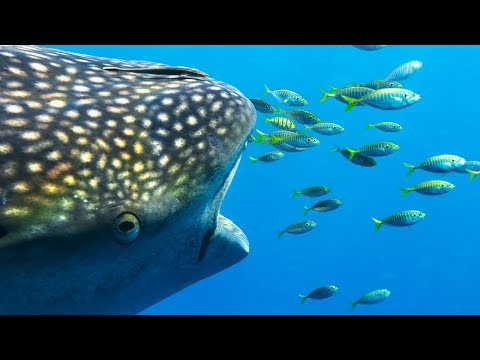 Whale Sharks Form Unlikely Friendship with Fishermen | 4K UHD | Seven Worlds One Planet |  BBC Earth