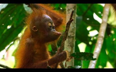 Baby Orangutan Needs a Hand I 4K UHD I Seven Worlds One Planet I BBC Earth