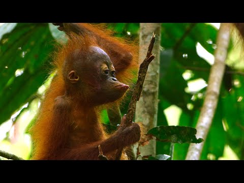 Baby Orangutan Needs a Hand I 4K UHD I Seven Worlds One Planet I BBC Earth