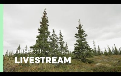 🔴 LIVE : ONE HOUR Of Calming Forest Scenes | Our Green Planet | BBC Earth