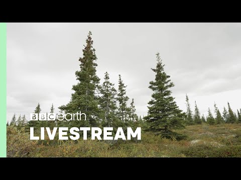 🔴 LIVE : ONE HOUR Of Calming Forest Scenes | Our Green Planet | BBC Earth