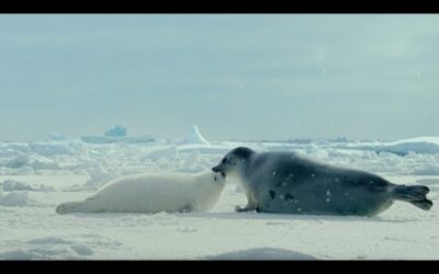 Arctic: Our Frozen Planet Trailer | BBC Earth