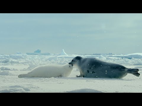 Arctic: Our Frozen Planet Trailer | BBC Earth