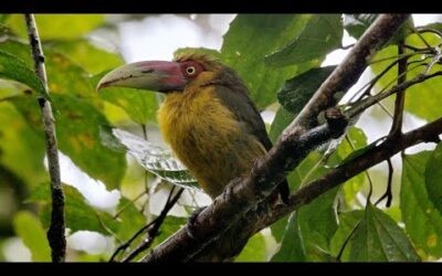 A Relaxing Journey To The Rainforests of South America | The Wild Place | BBC Earth