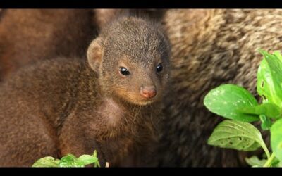 Mongooses Give Warthogs a Spa Day | Serengeti III | BBC Earth