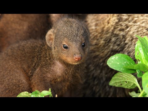 Mongooses Give Warthogs a Spa Day | Serengeti III | BBC Earth