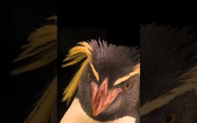 The northern rockhopper penguin: small size, big personality! #shorts