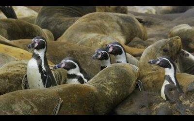 Penguins Crowd Surf Over Hundreds of Sea Lions | 4K UHD | Seven Worlds One Planet | BBC Earth