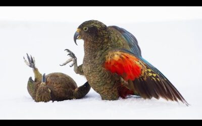 Playtime for Young Kea Birds | Frozen Planet II | BBC Earth