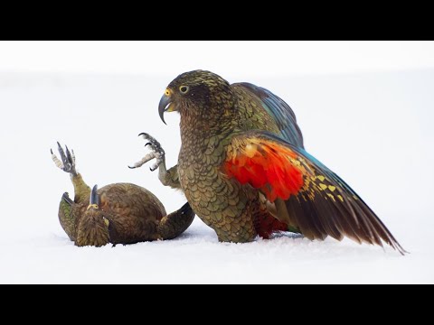 Playtime for Young Kea Birds | Frozen Planet II | BBC Earth