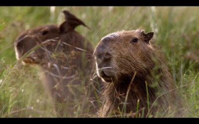 The Soothing Wetlands of Argentina | The Wild Place | BBC Earth