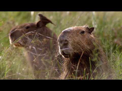 The Soothing Wetlands of Argentina | The Wild Place | BBC Earth