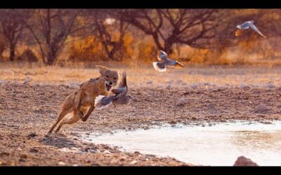 Wild Dogs Battle For Food | Dogs In The Wild: Meet The Family | BBC Earth