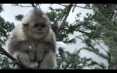 Close Call for Baby Snub-Nosed Monkey | 4K UHD | China: Nature’s Ancient Kingdom | BBC Earth