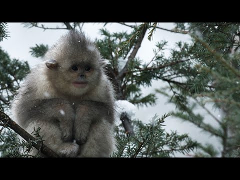 Close Call for Baby Snub-Nosed Monkey | 4K UHD | China: Nature’s Ancient Kingdom | BBC Earth