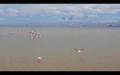 Experience Flight Like A Flamingo| The Wild Place | BBC Earth