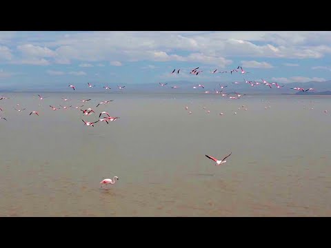 Experience Flight Like A Flamingo| The Wild Place | BBC Earth